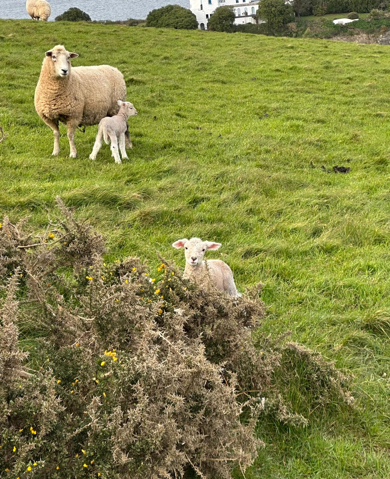 Sheep and lambs in a green field by the sea